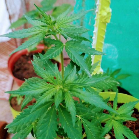 Genética desconocida growlog photo: LST + Apical 

Al parecer empeiza el periodo de flora. 