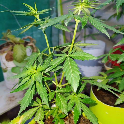 Genética desconocida growlog photo: LST + Apical 

Al parecer empeiza el periodo de flora. 