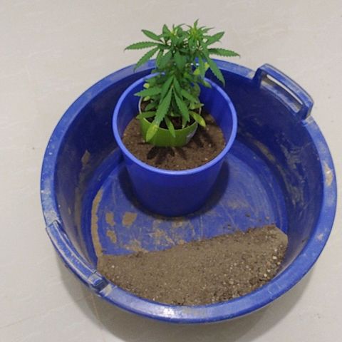 Genética desconocida growlog photo: Transplante 