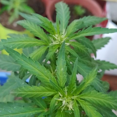 Genética desconocida growlog photo: Preflora, los pistilos están formando de manera correcta subdesarrollo es ni muy lento, ni muy rápido. 