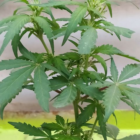 Genética desconocida growlog photo: Preflora, los pistilos están formando de manera correcta subdesarrollo es ni muy lento, ni muy rápido. 