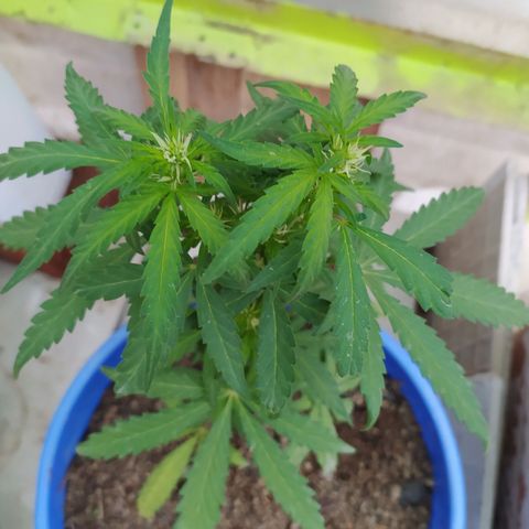 Genética desconocida growlog photo: Preflora, los pistilos están formando de manera correcta subdesarrollo es ni muy lento, ni muy rápido. 