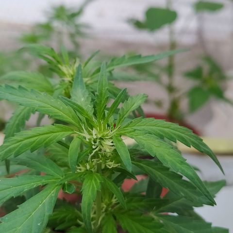 Genética desconocida growlog photo: Preflora, los pistilos están formando de manera correcta subdesarrollo es ni muy lento, ni muy rápido. 