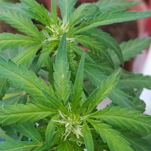 Genética desconocida growlog photo: Preflora, los pistilos están formando de manera correcta subdesarrollo es ni muy lento, ni muy rápido. 