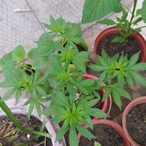 Genética desconocida growlog photo: Apical 
Muestra cuatro puntas principales y dos inferiires que están creciendo a la par. 