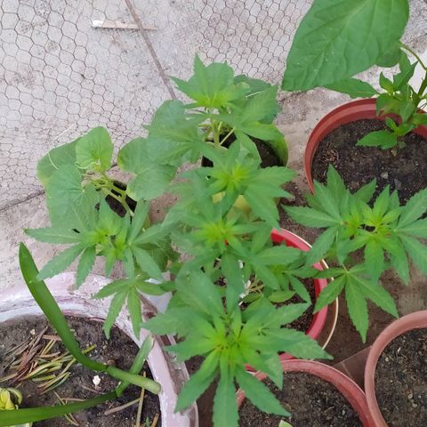 Genética desconocida growlog photo: Apical 
Muestra cuatro puntas principales y dos inferiires que están creciendo a la par. 