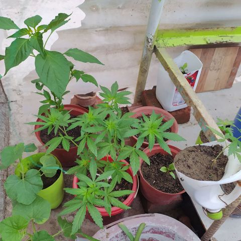 Genética desconocida growlog photo: Apical 
Muestra cuatro puntas principales y dos inferiires que están creciendo a la par. 