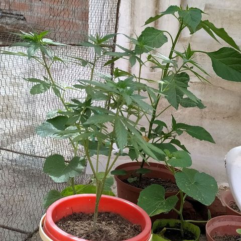 Genética desconocida growlog timeline photo