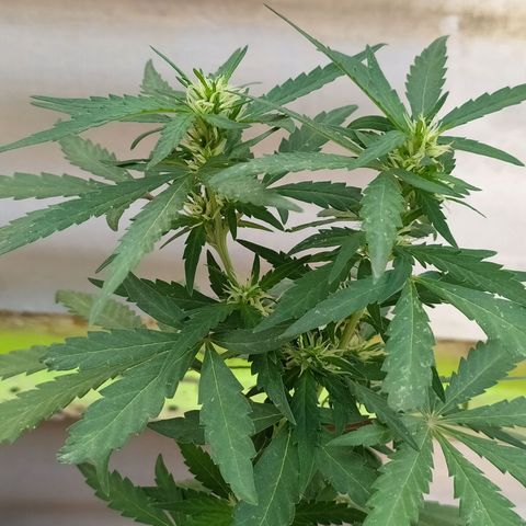 Genética desconocida growlog timeline photo