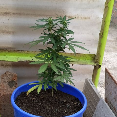 Genética desconocida growlog timeline photo