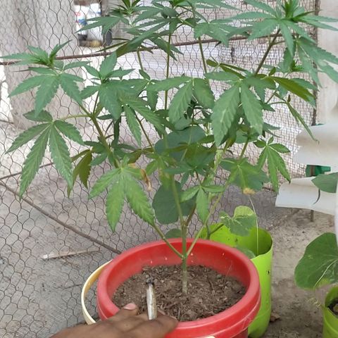Genética desconocida growlog timeline photo