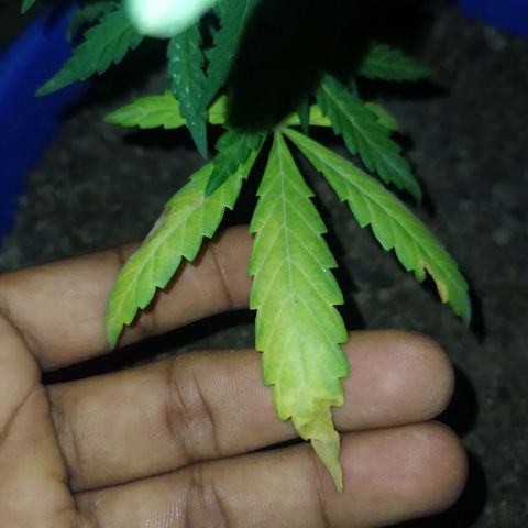 Genética desconocida growlog photo: Se presentan problemas en las hojas. 