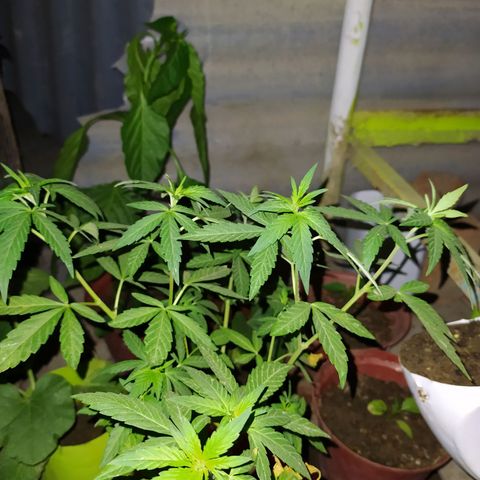 Genética desconocida growlog photo: Se presentan problemas en las hojas. 