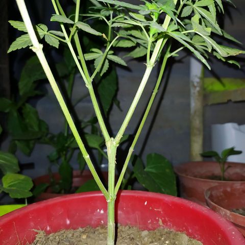 Genética desconocida growlog photo: Se presentan problemas en las hojas. 