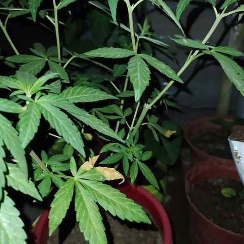 Genética desconocida growlog photo: Se presentan problemas en las hojas. 
