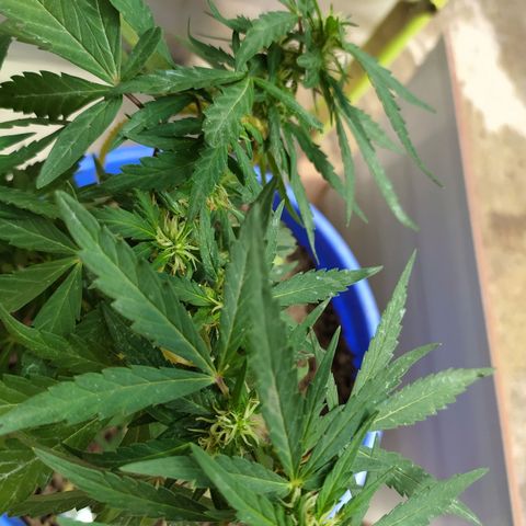 Genética desconocida growlog timeline photo