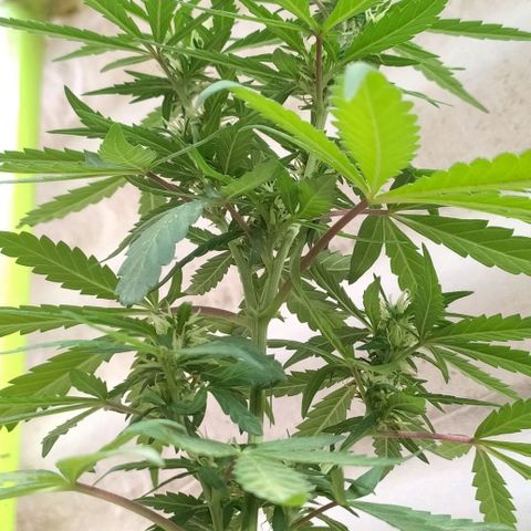 Genética desconocida growlog timeline photo