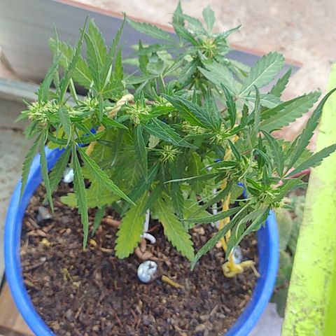 Genética desconocida growlog timeline photo
