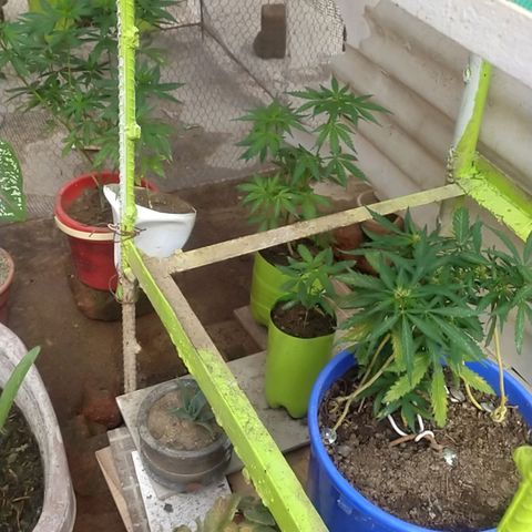 Genética desconocida growlog timeline photo