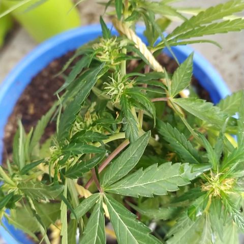 Genética desconocida growlog timeline photo