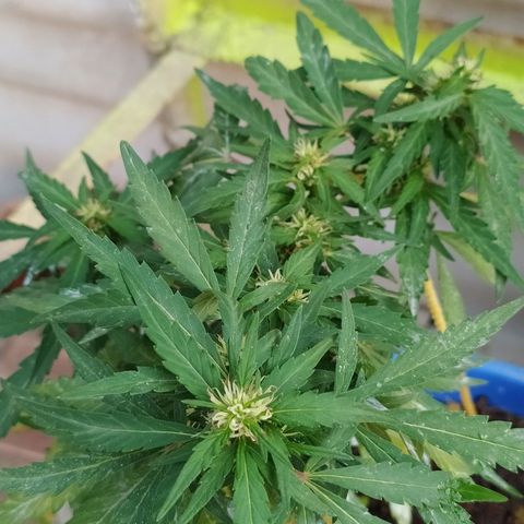 Genética desconocida growlog timeline photo
