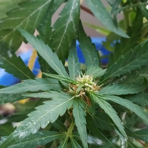 Genética desconocida growlog timeline photo
