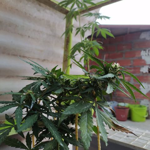 Genética desconocida growlog timeline photo
