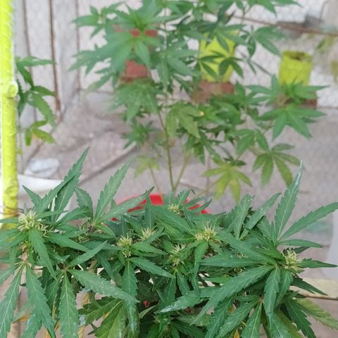 Genética desconocida growlog timeline photo