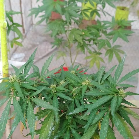 Genética desconocida growlog timeline photo