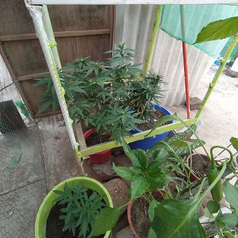 Genética desconocida growlog photo: Seguimiento 