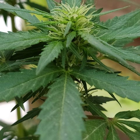 Genética desconocida growlog photo: Seguimiento 