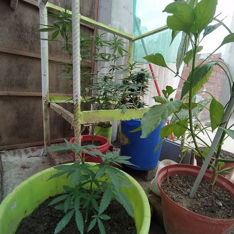 Genética desconocida growlog photo: Seguimiento 
