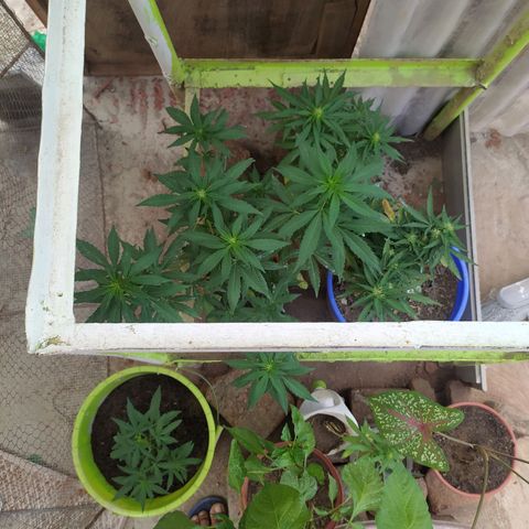 Genética desconocida growlog photo: Seguimiento 