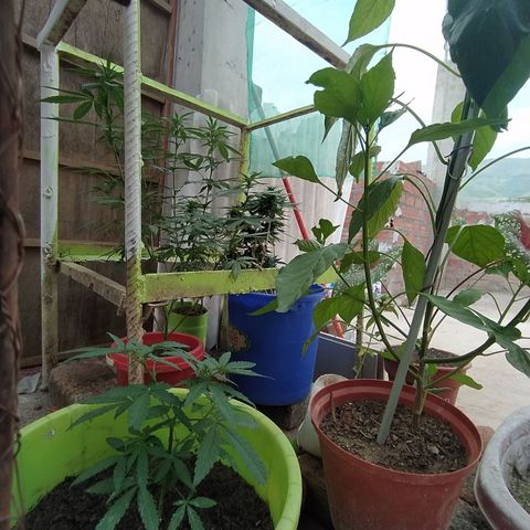 Genética desconocida growlog photo: Seguimiento 