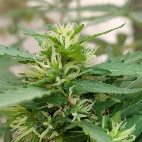 Genética desconocida growlog photo: Seguimiento 