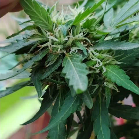 Genética desconocida growlog photo: FIM + Apical. 

Muestra un periodo de flora avanzado, fue una de las primeras en mostrar sexo, y ahora la tenemos así. 
