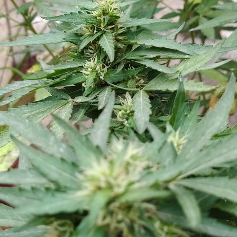 Genética desconocida growlog photo: FIM + Apical. 

Muestra un periodo de flora avanzado, fue una de las primeras en mostrar sexo, y ahora la tenemos así. 