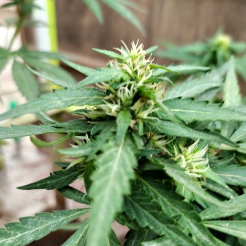 Genética desconocida growlog photo: FIM + Apical. 

Muestra un periodo de flora avanzado, fue una de las primeras en mostrar sexo, y ahora la tenemos así. 