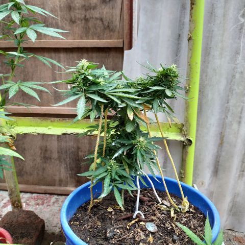 Genética desconocida growlog photo: FIM + Apical. 

Muestra un periodo de flora avanzado, fue una de las primeras en mostrar sexo, y ahora la tenemos así. 