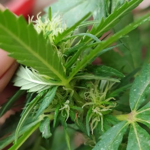 Genética desconocida growlog photo: FIM + Apical. 

Muestra un periodo de flora avanzado, fue una de las primeras en mostrar sexo, y ahora la tenemos así. 