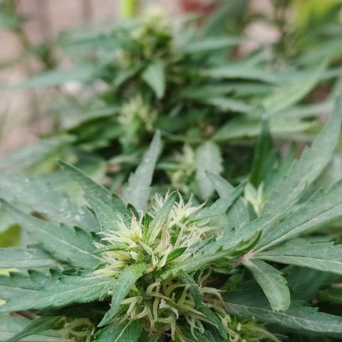 Genética desconocida growlog photo: FIM + Apical. 

Muestra un periodo de flora avanzado, fue una de las primeras en mostrar sexo, y ahora la tenemos así. 