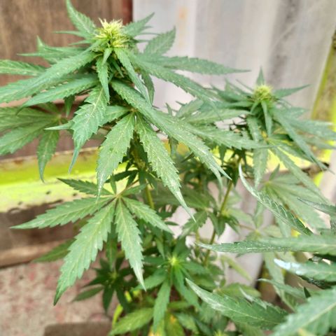 Genética desconocida growlog photo: Lst + apical 
Esta planta mostró al inicio unas bolitas, indico de hermafroditismo, las fuimos sacando y logró crecer sin ninguna otra pepa. 