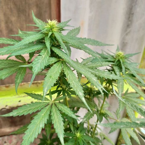 Genética desconocida growlog photo: Lst + apical 
Esta planta mostró al inicio unas bolitas, indico de hermafroditismo, las fuimos sacando y logró crecer sin ninguna otra pepa. 