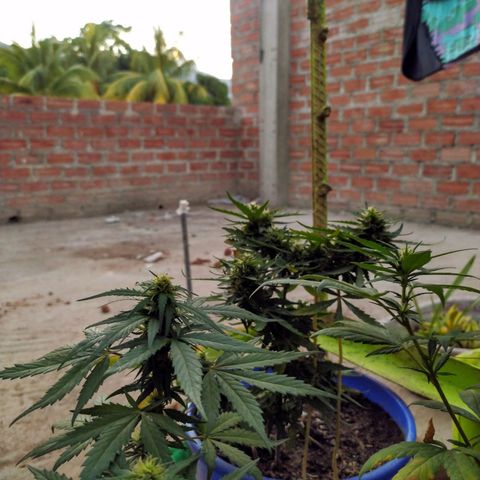Genética desconocida growlog timeline photo