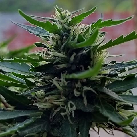 Genética desconocida growlog timeline photo