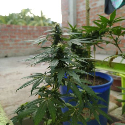 Genética desconocida growlog timeline photo