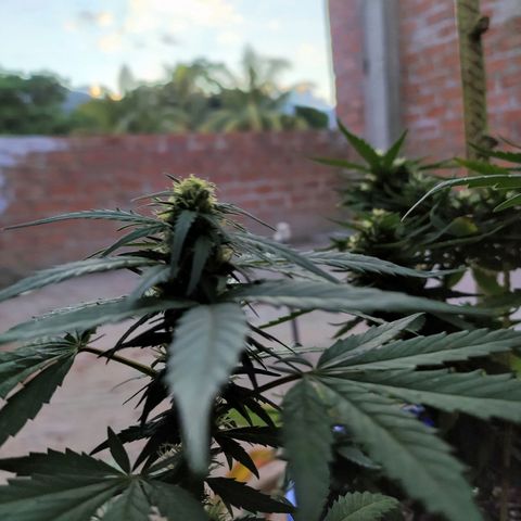 Genética desconocida growlog timeline photo