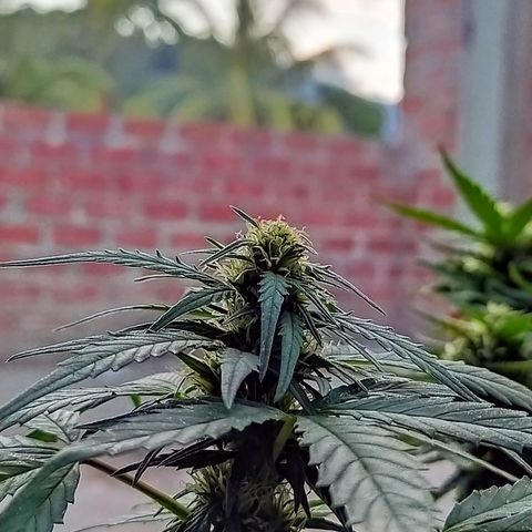 Genética desconocida growlog timeline photo