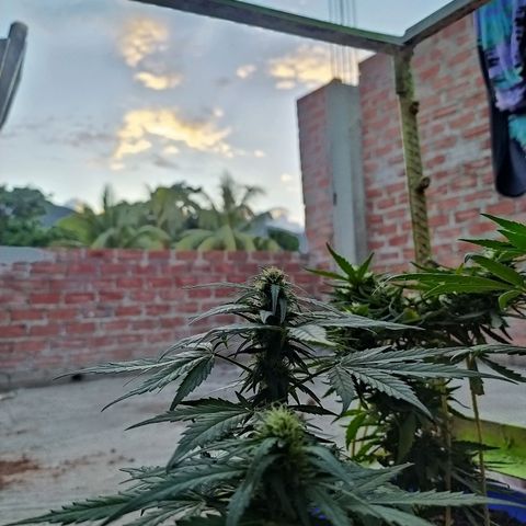 Genética desconocida growlog timeline photo