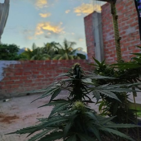 Genética desconocida growlog timeline photo